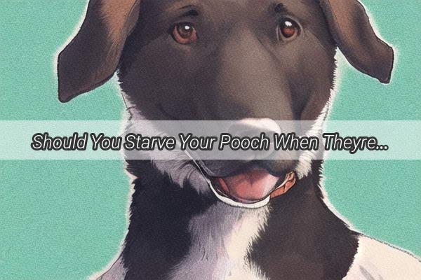 Should You Starve Your Pooch When Theyre Suffering From Diarrhea Find Out the Truth